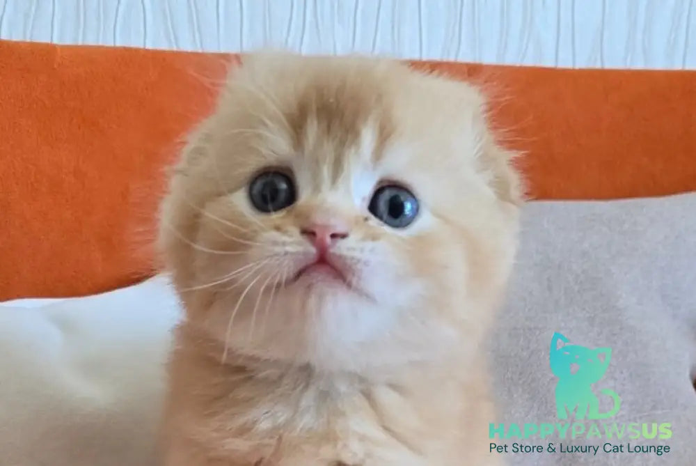 Olympic Scottish Fold male red ticked tabby - live animals