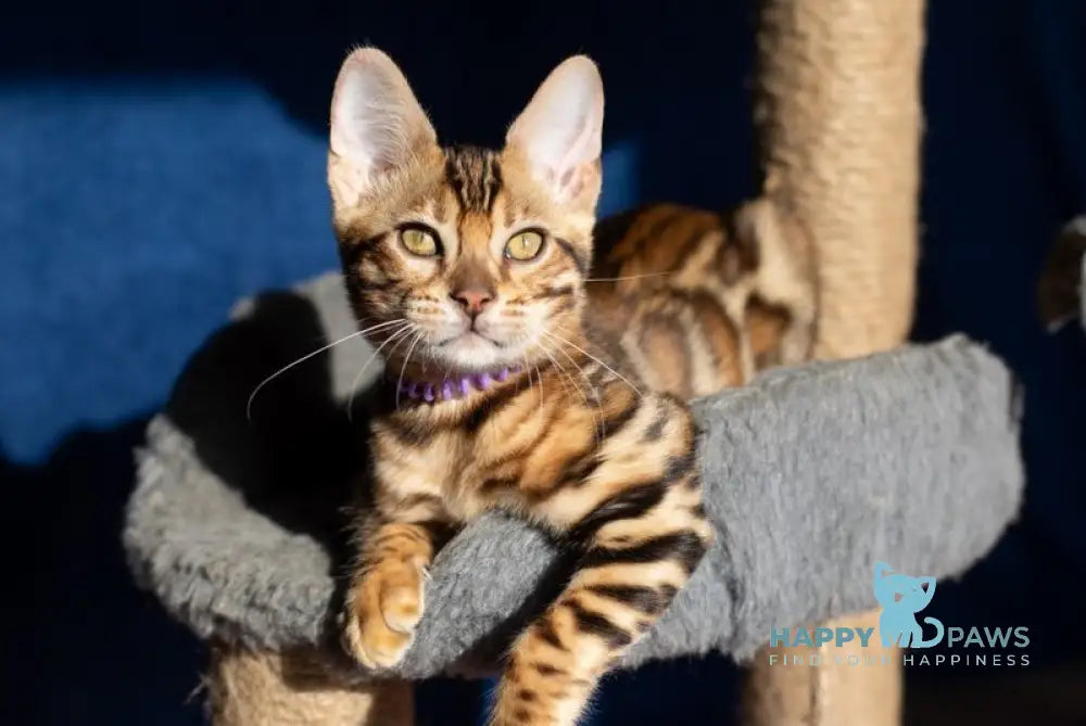 Omalia Bengal female black spotted tabby live animals