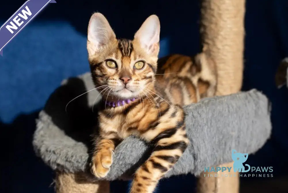 Omalia Bengal female black spotted tabby live animals