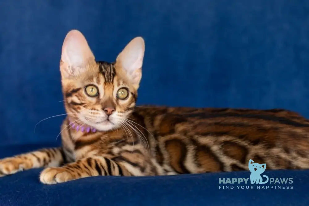 Omalia Bengal female black spotted tabby live animals