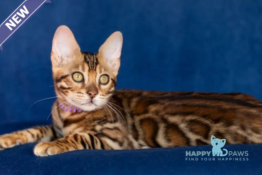 Omalia Bengal female black spotted tabby live animals