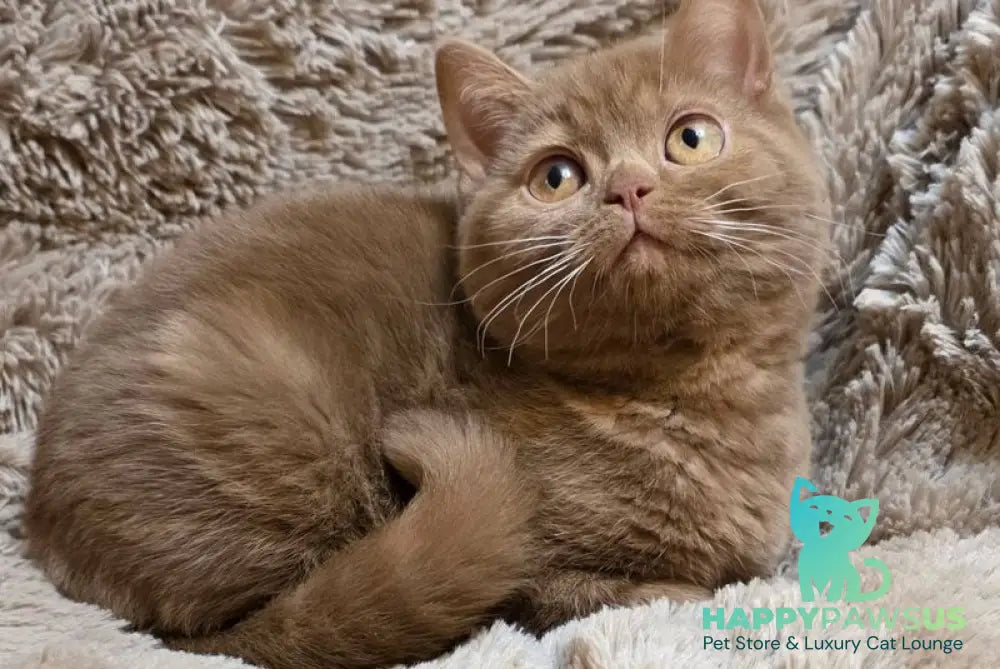 Omar British Shorthair male cinnamon - live animals