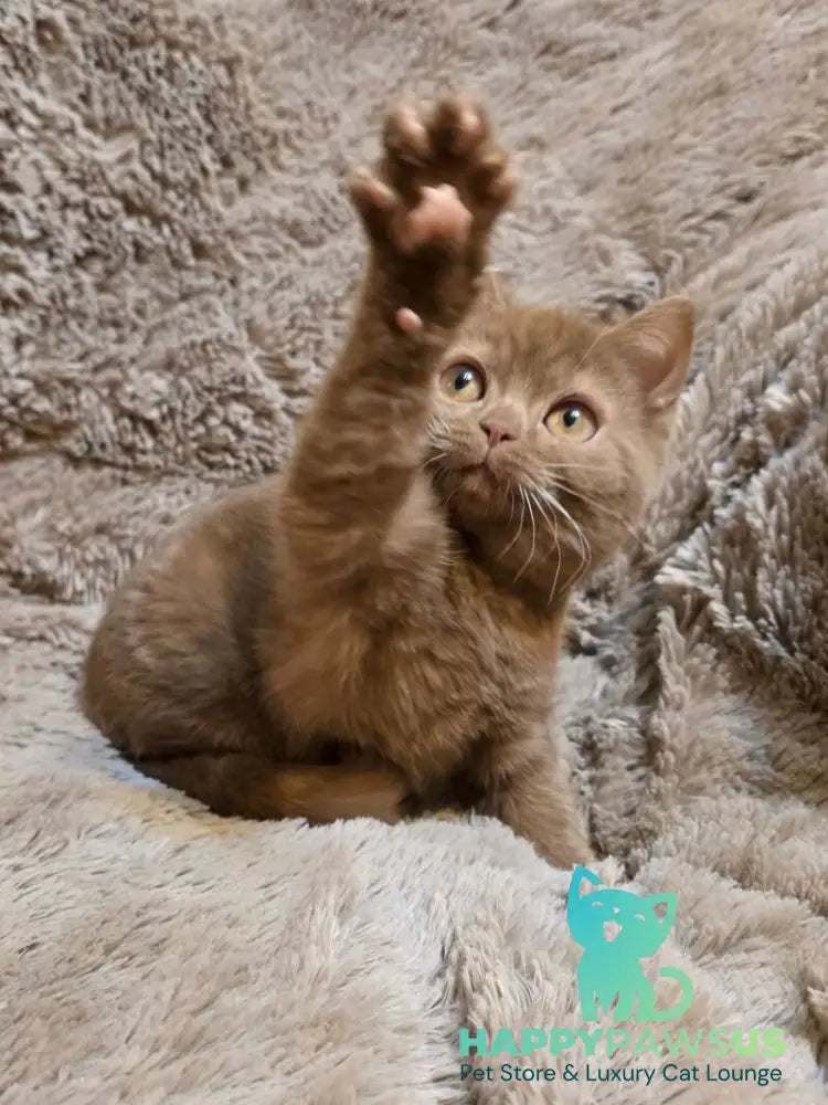Omar British Shorthair male cinnamon - live animals