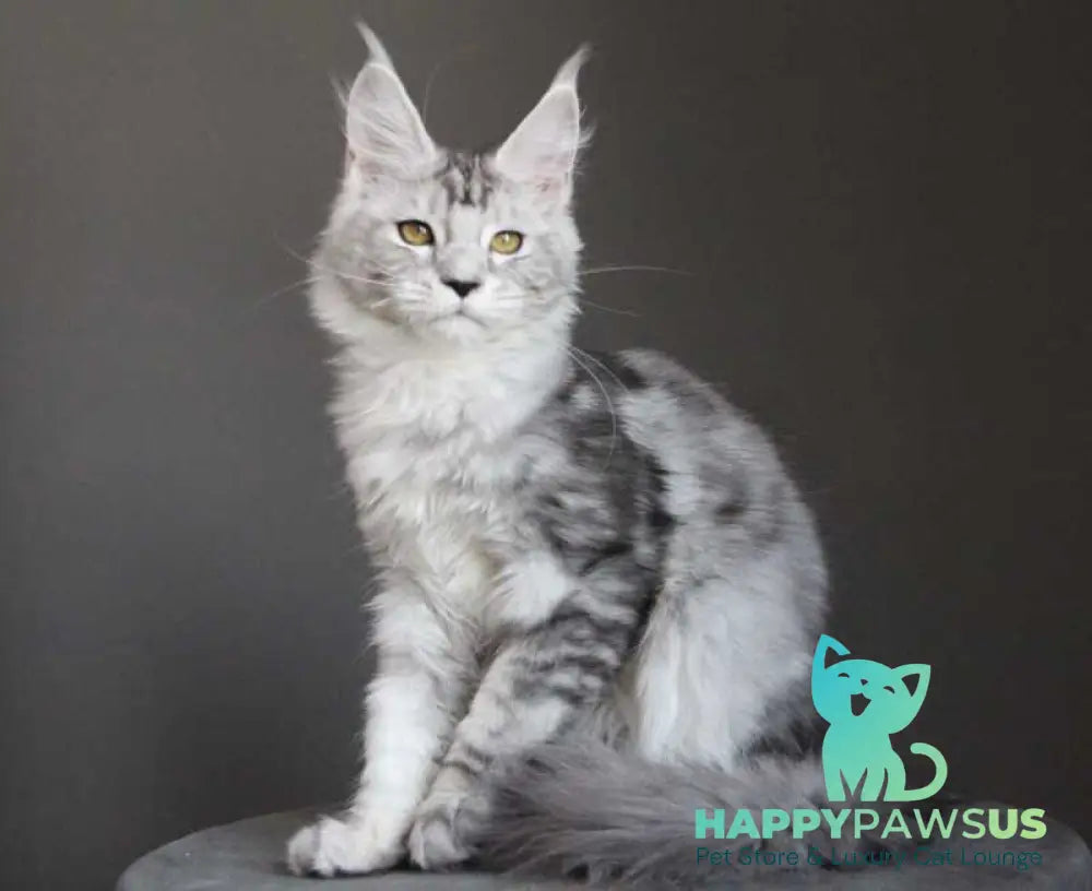 Omega Maine Coon female black silver tabby live animals