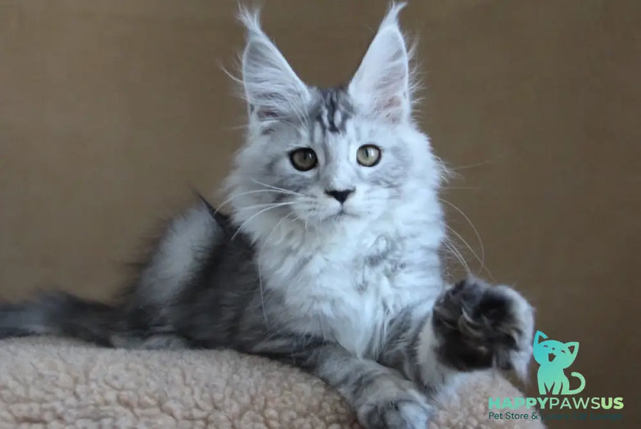 Omega Maine Coon female black silver tabby - live animals