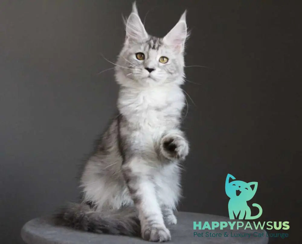 Omega Maine Coon female black silver tabby live animals