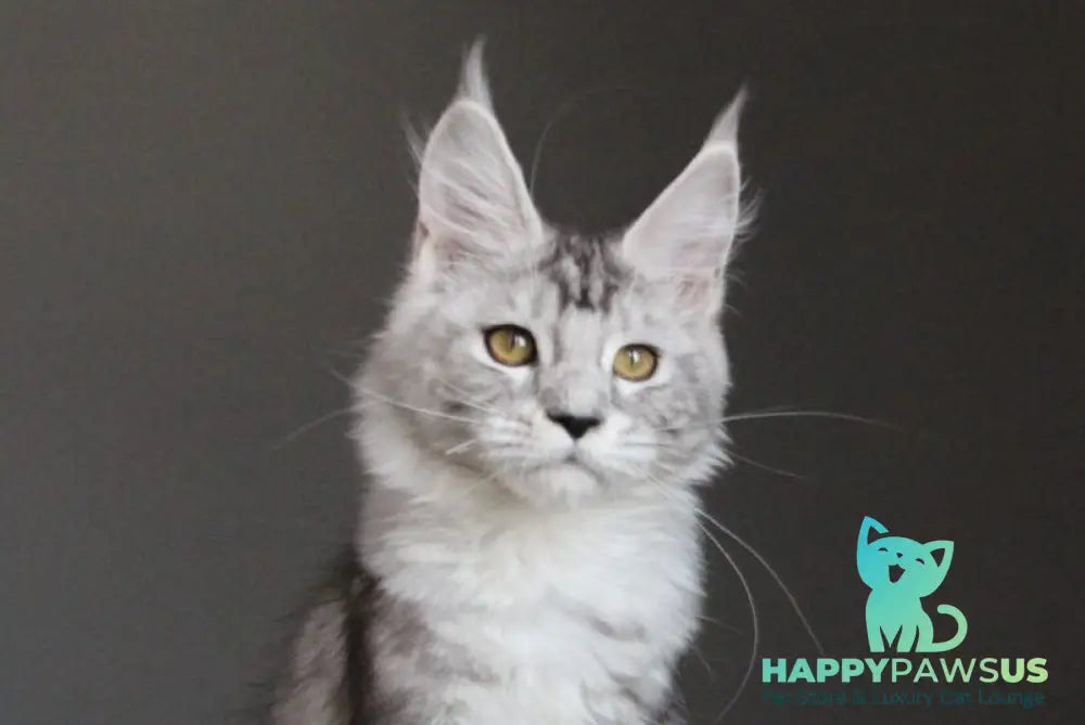 Omega Maine Coon female black silver tabby live animals