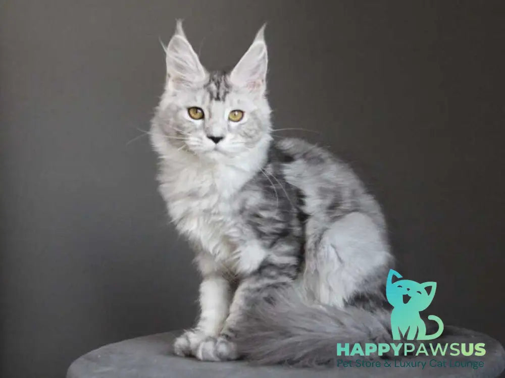 Omega Maine Coon female black silver tabby live animals