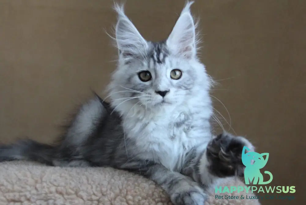 Omega Maine Coon female black silver tabby - live animals
