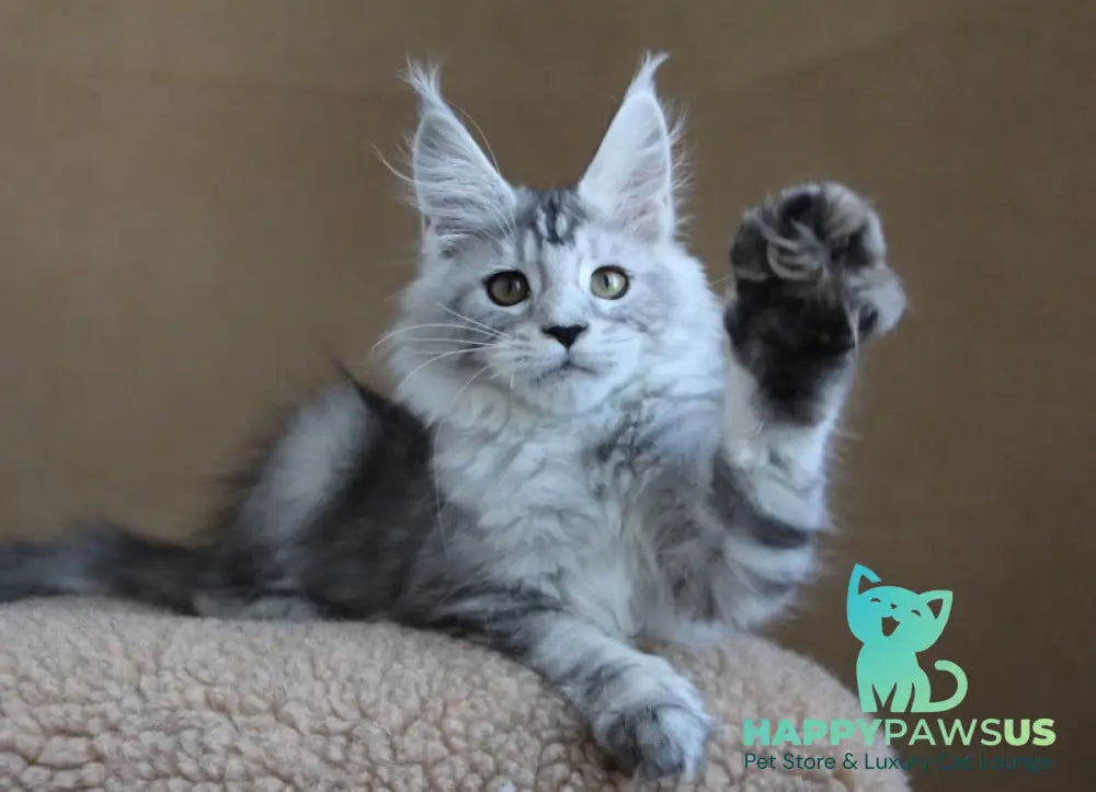 Omega Maine Coon female black silver tabby - live animals