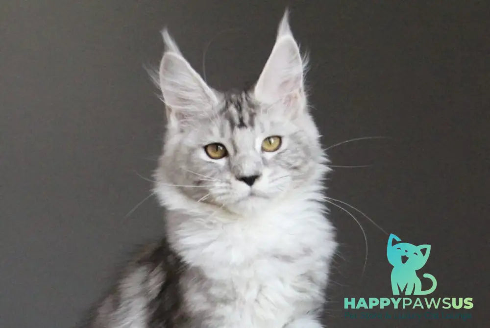 Omega Maine Coon female black silver tabby live animals
