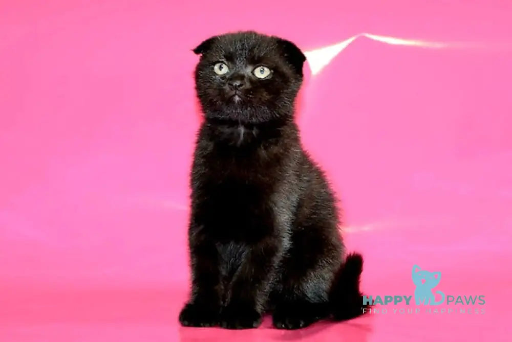 Omen Scottish Fold male black live animals