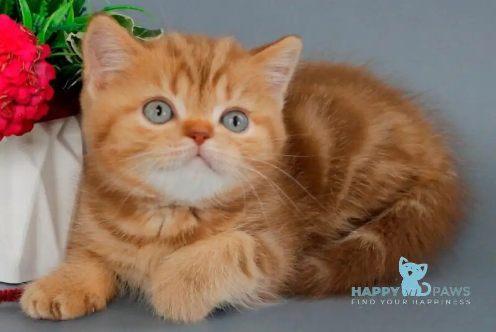 Omezhka Scottish Straight female cinnamon tabby live animals