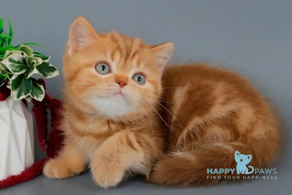 Omezhka Scottish Straight female cinnamon tabby live animals