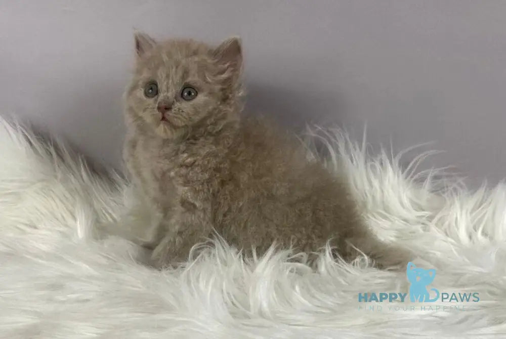 Ommi British Longhair female lilac live animals