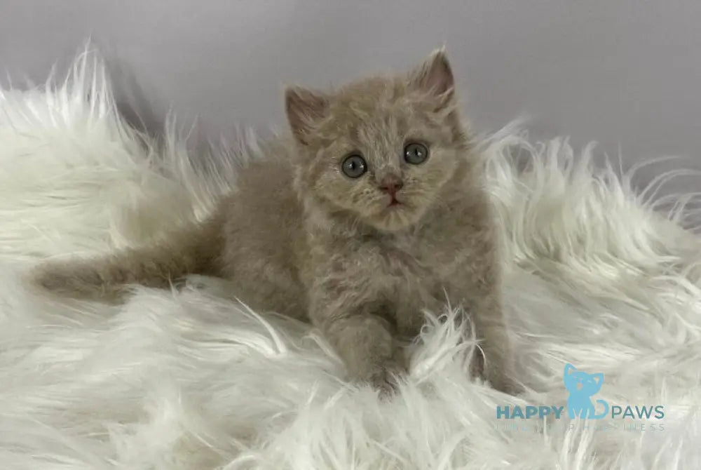 Ommi British Longhair female lilac live animals