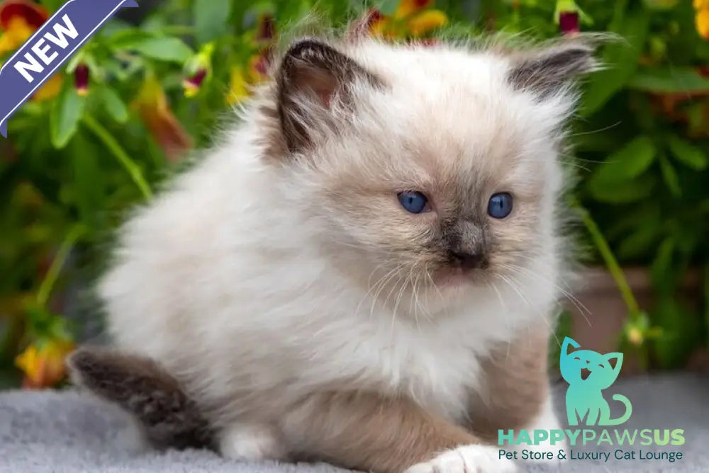 Omut Ragdoll male seal mitted - live animals