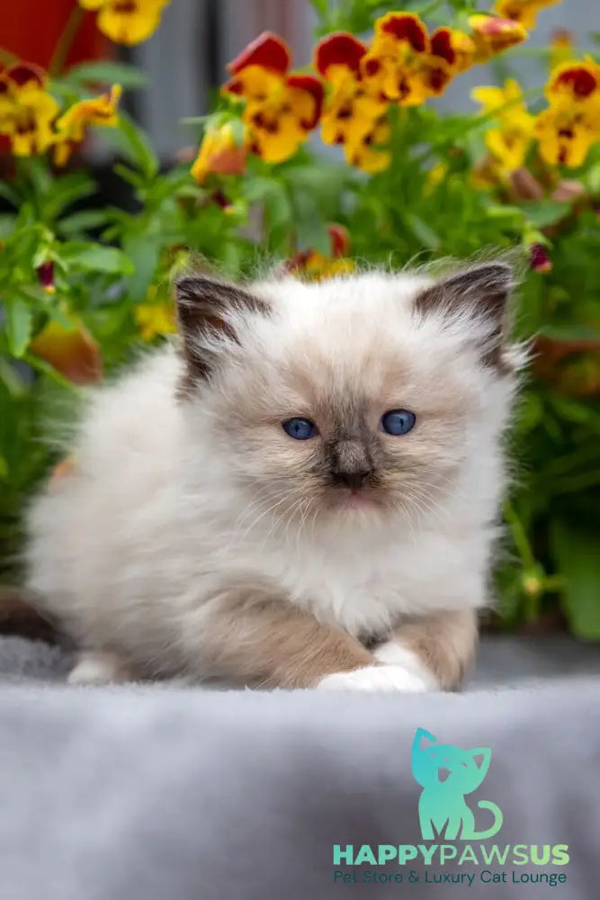 Omut Ragdoll male seal mitted - live animals