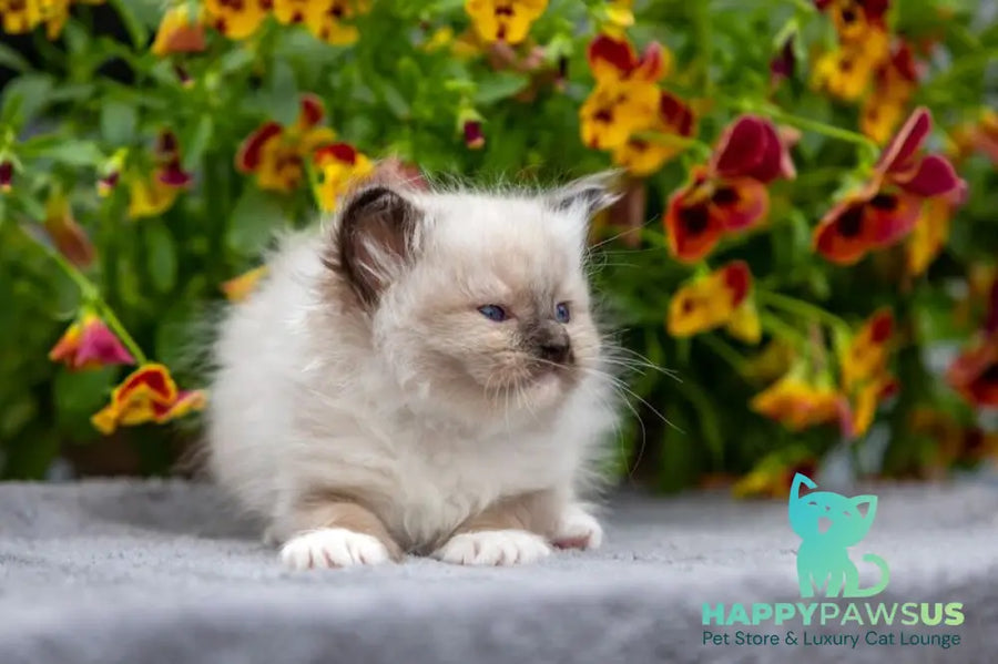 Omut Ragdoll male seal mitted - live animals