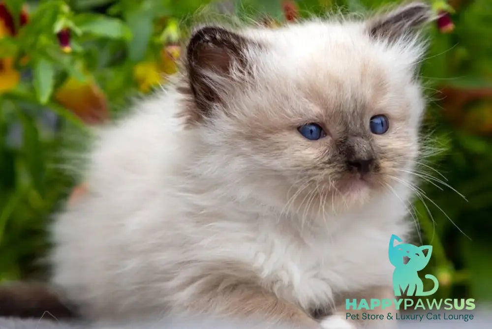 Omut Ragdoll male seal mitted - live animals