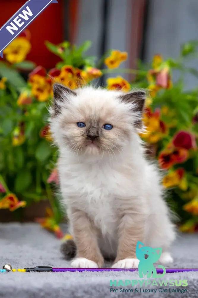 Omut Ragdoll male seal mitted - live animals