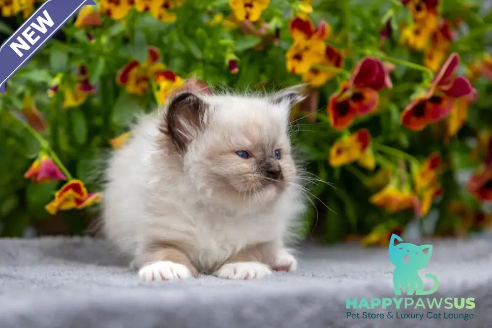 Omut Ragdoll male seal mitted - live animals