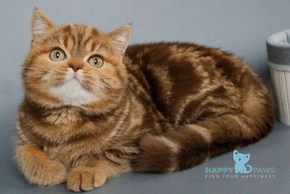 Onezhka Scottish Straight female cinnamon tabby live animals