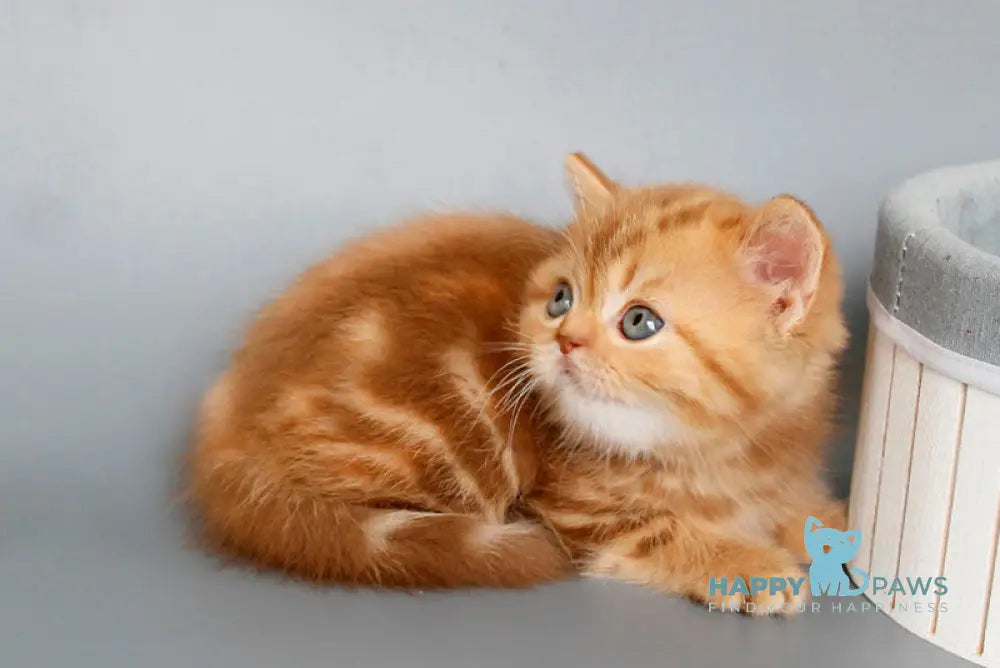 Onezhka Scottish Straight female cinnamon tabby live animals