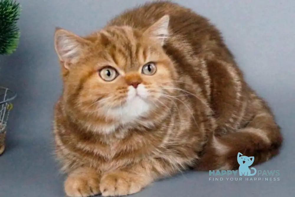 Onezhka Scottish Straight female cinnamon tabby live animals