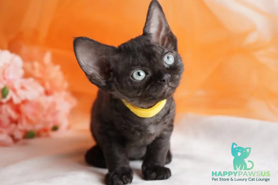 Onigiri Devon Rex female black - live animals