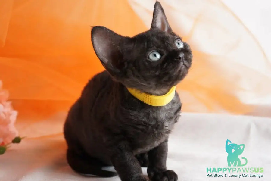 Onigiri Devon Rex female black - live animals