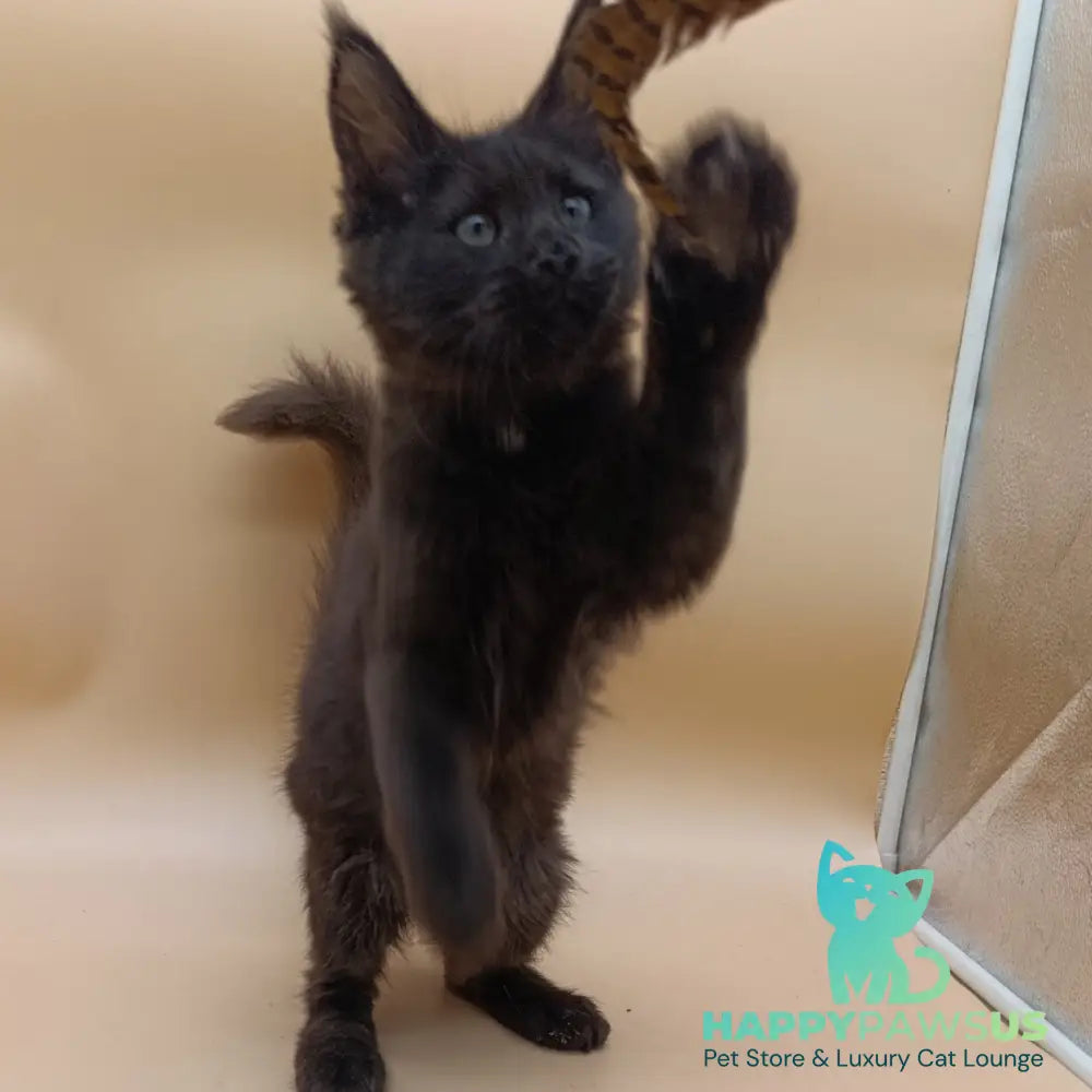 Onika Maine Coon female black - live animals