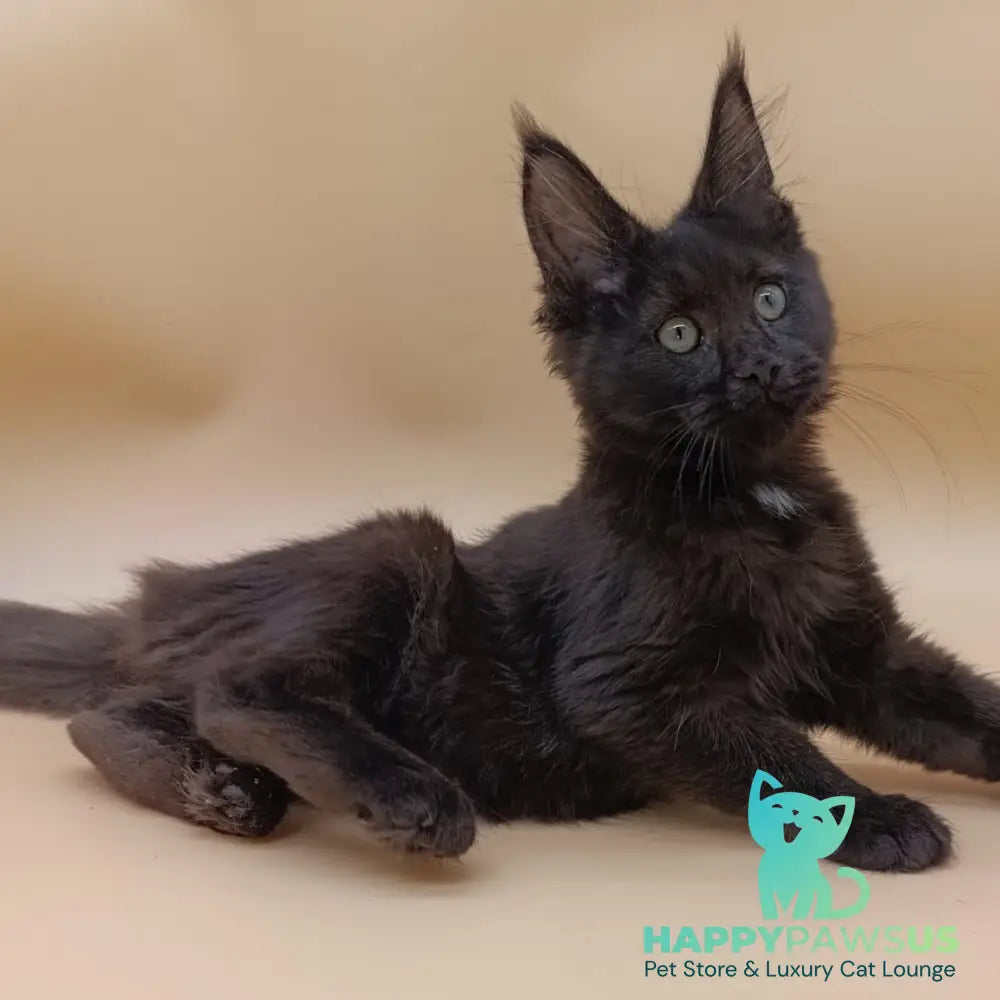 Onika Maine Coon female black - live animals