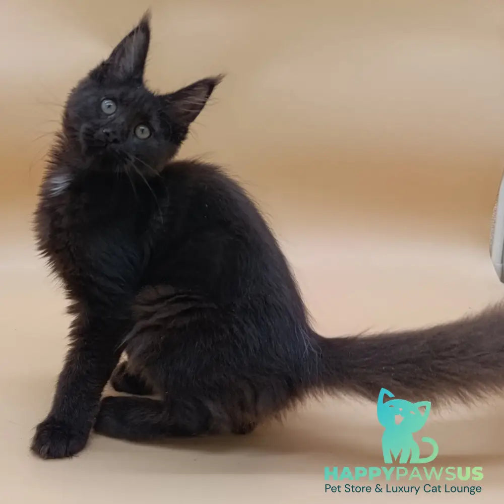 Onika Maine Coon female black - live animals