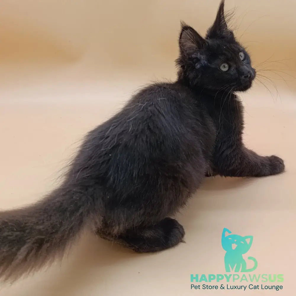 Onika Maine Coon female black - live animals
