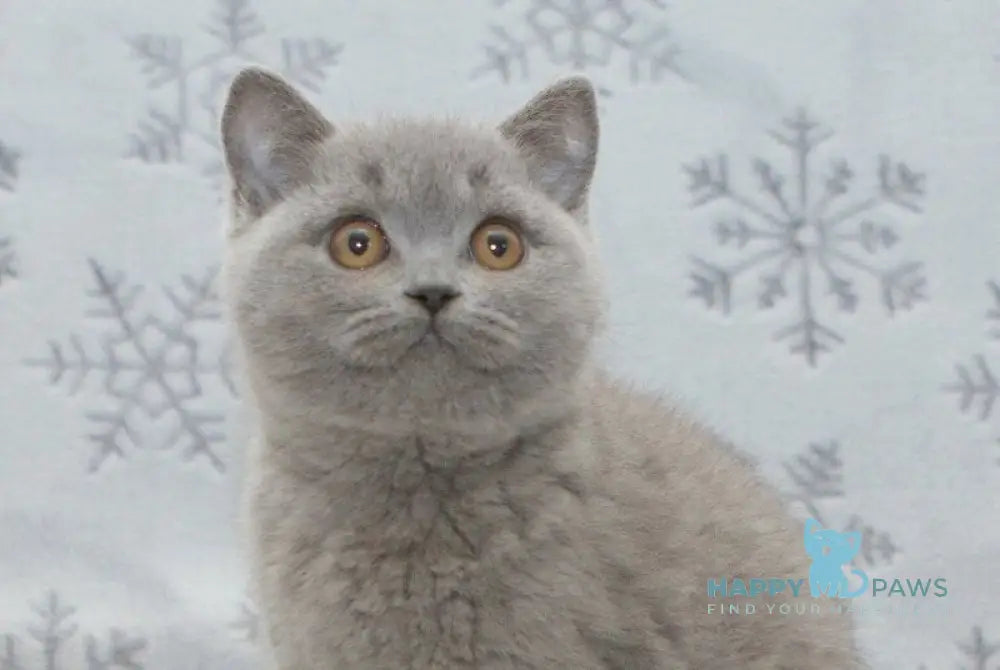 Oniks British Shorthair male blue live animals