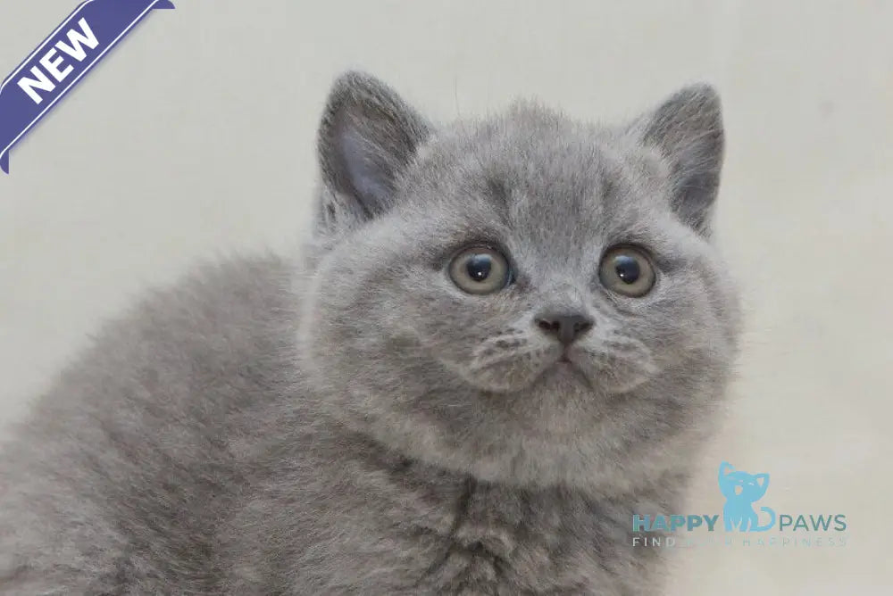 Oniks British Shorthair male blue live animals