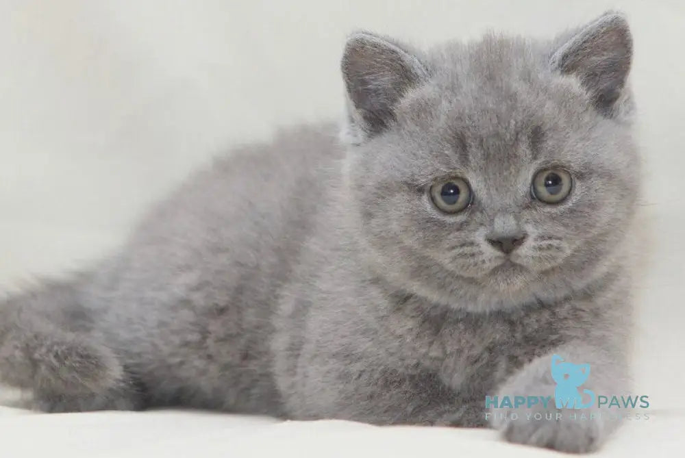 Oniks British Shorthair male blue live animals