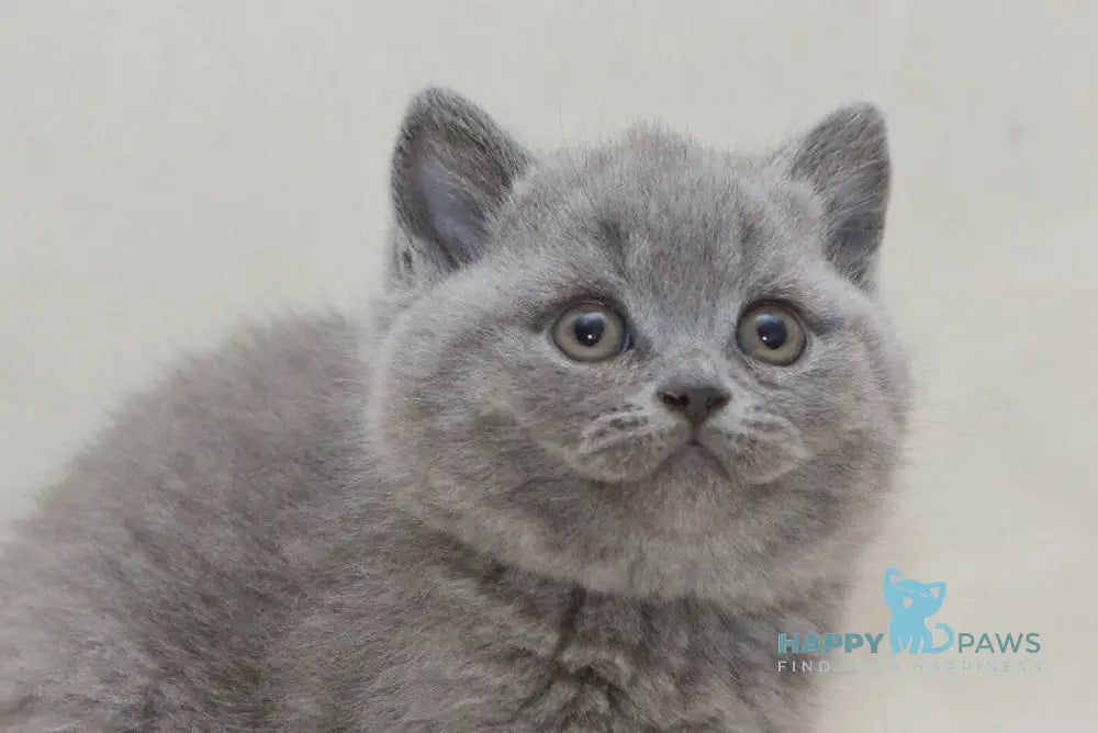 Oniks British Shorthair male blue live animals