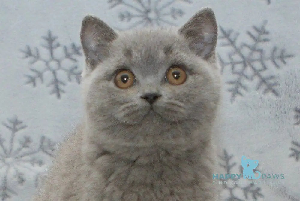 Oniks British Shorthair male blue live animals