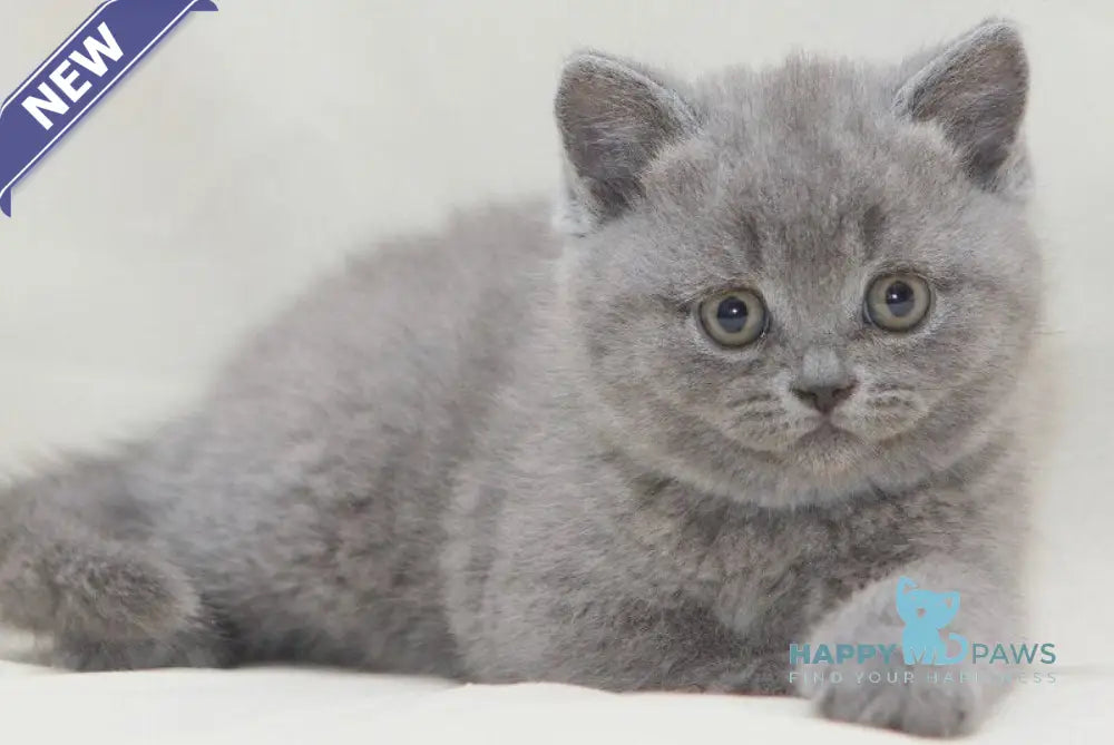Oniks British Shorthair male blue live animals
