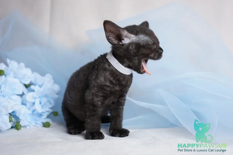 Oniks Devon Rex male black - live animals