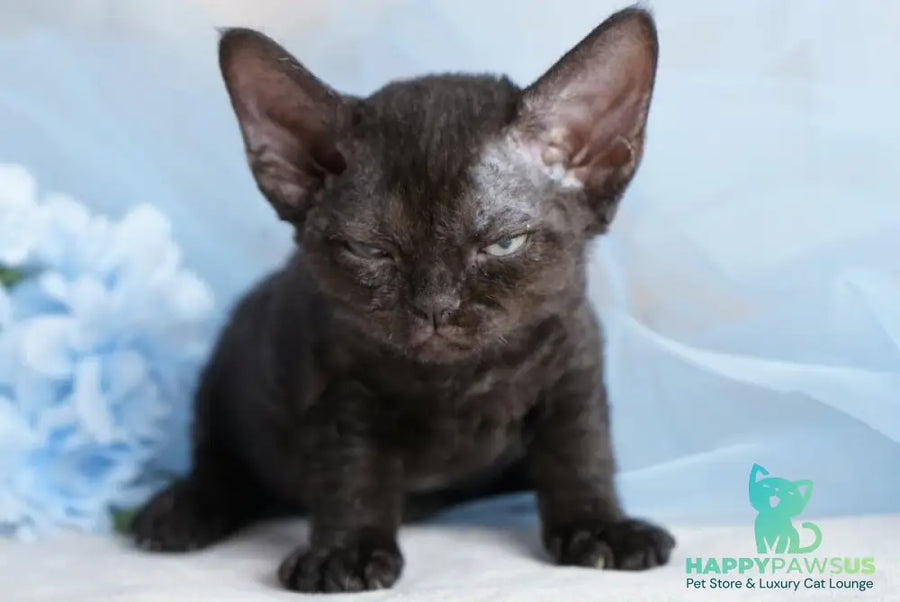 Oniks Devon Rex male black - live animals