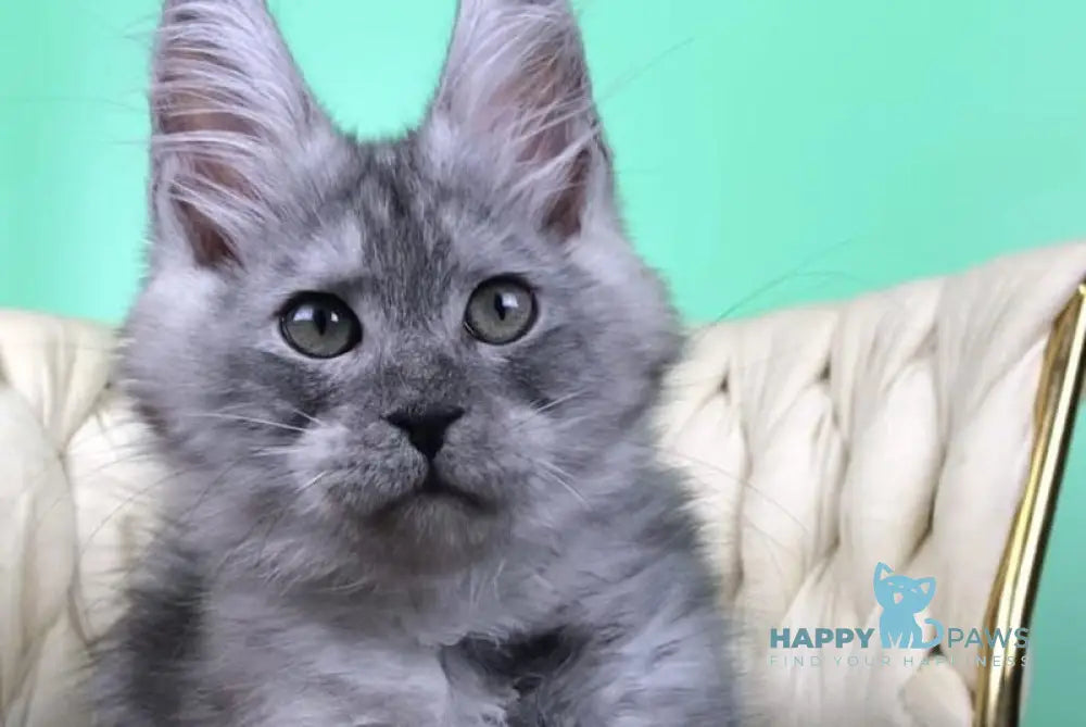 Oniks Maine Coon male black silver live animals