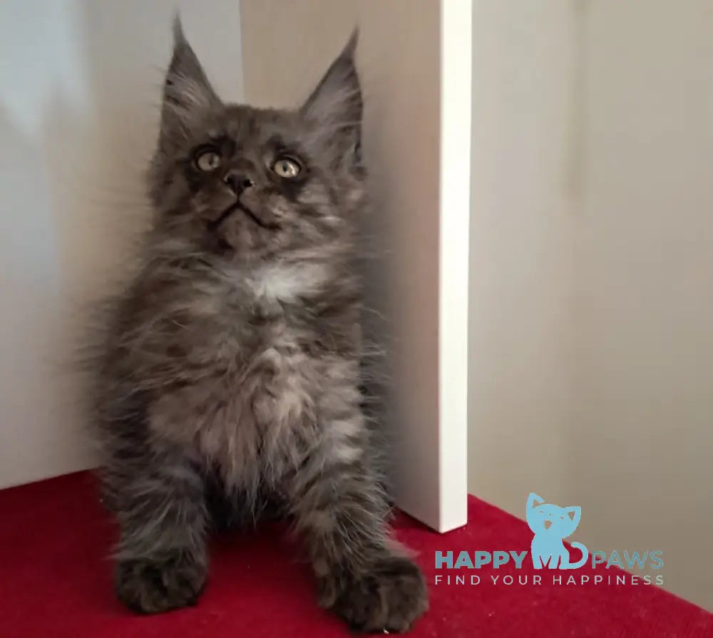 Oniks Maine Coon male black smoke live animals