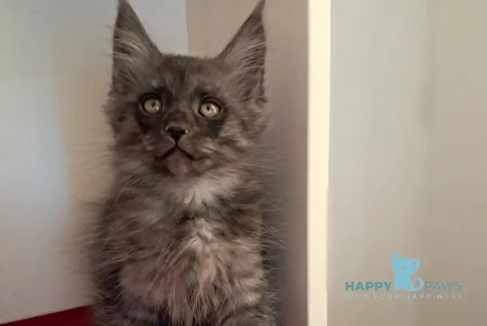 Oniks Maine Coon male black smoke live animals