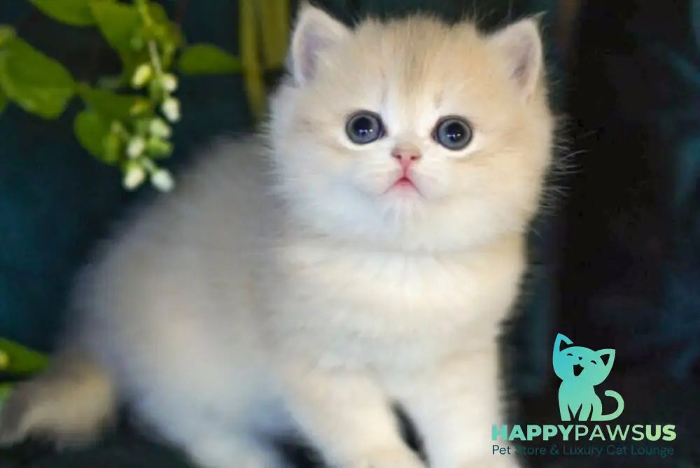 Onix British Shorthair male blue golden shaded - live animals