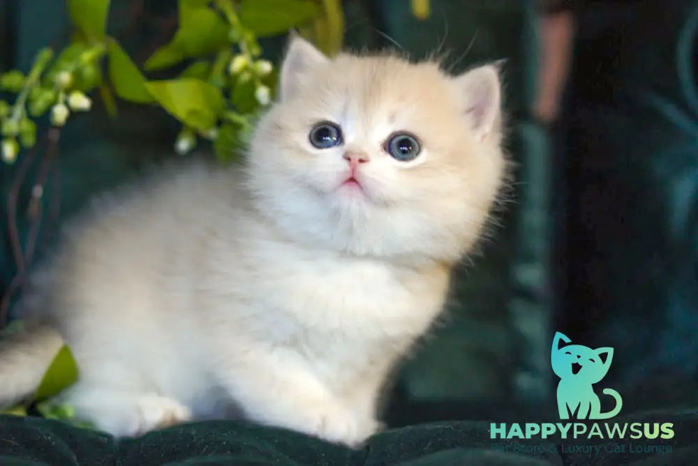 Onix British Shorthair male blue golden shaded - live animals