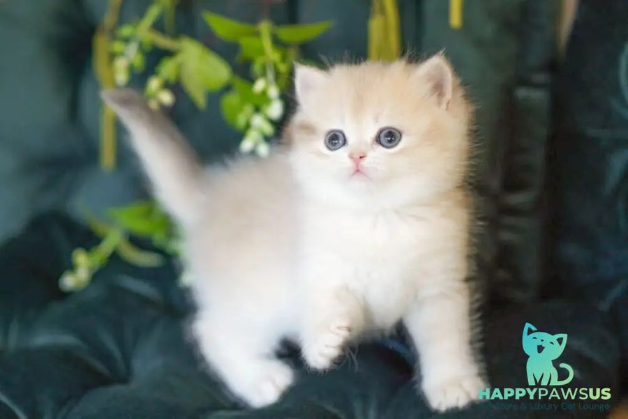 Onix British Shorthair male blue golden shaded - live animals