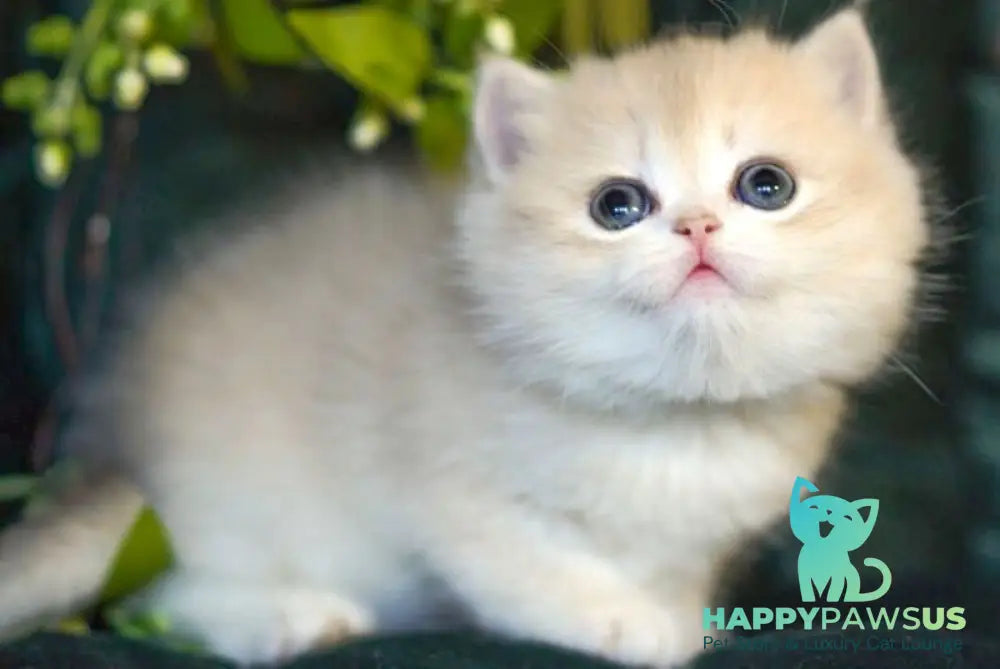 Onix British Shorthair male blue golden shaded - live animals